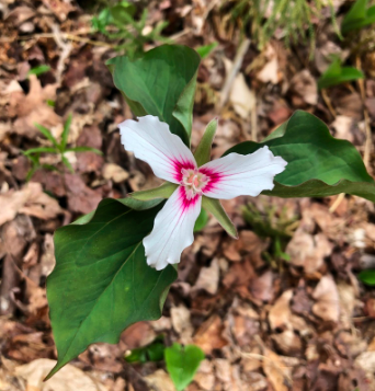 Painted Trillium