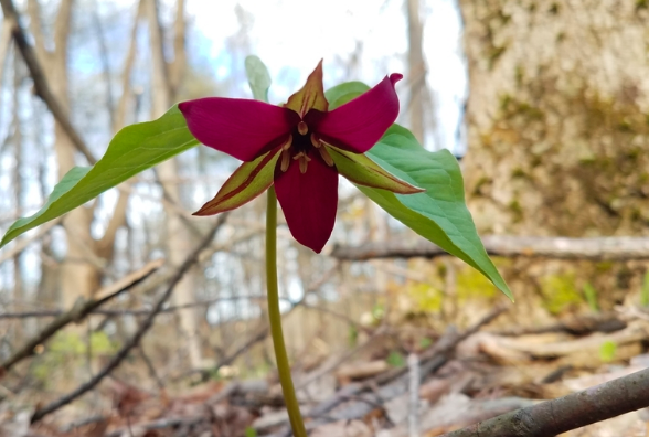 Red Trillium